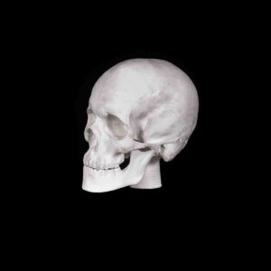 gipsovaya figura - cherep 2