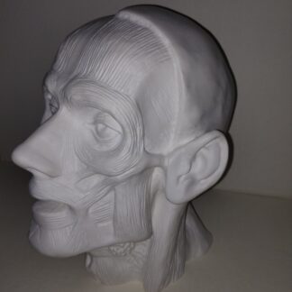 Гіпсова фігура Голова екорше Мюнхенська